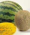 Melon-omania